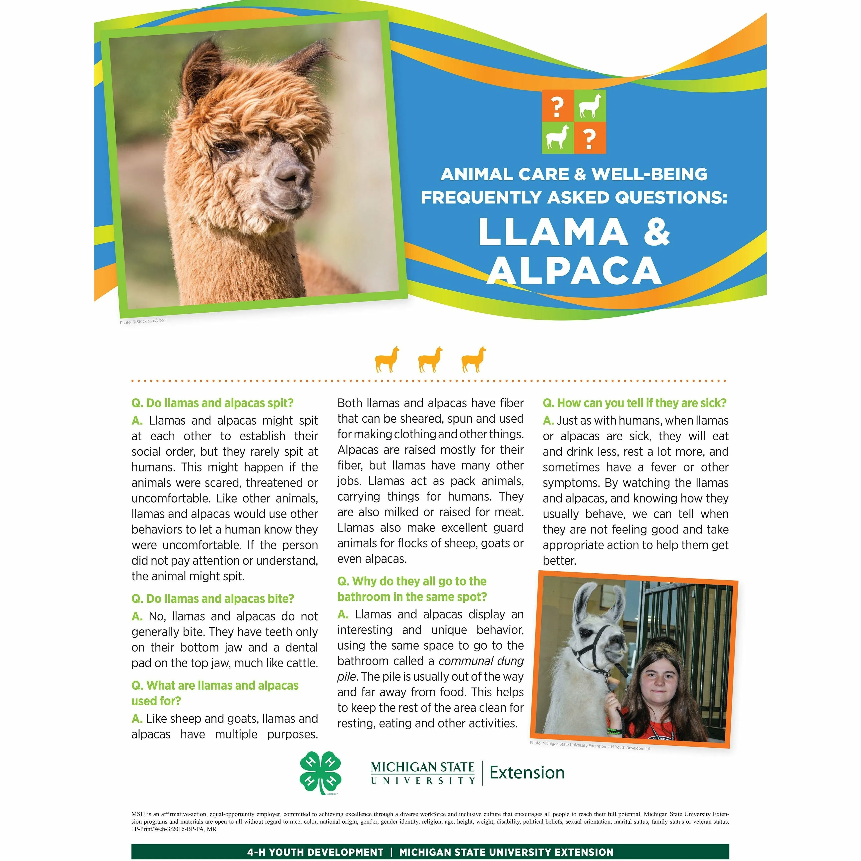 4-H Animal Care & Well-Being Poster – Llama and Alpaca