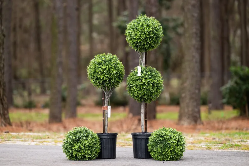 Boxwood Ball Double Topiary 50"H