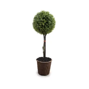 Boxwood Ball Topiary 36"H