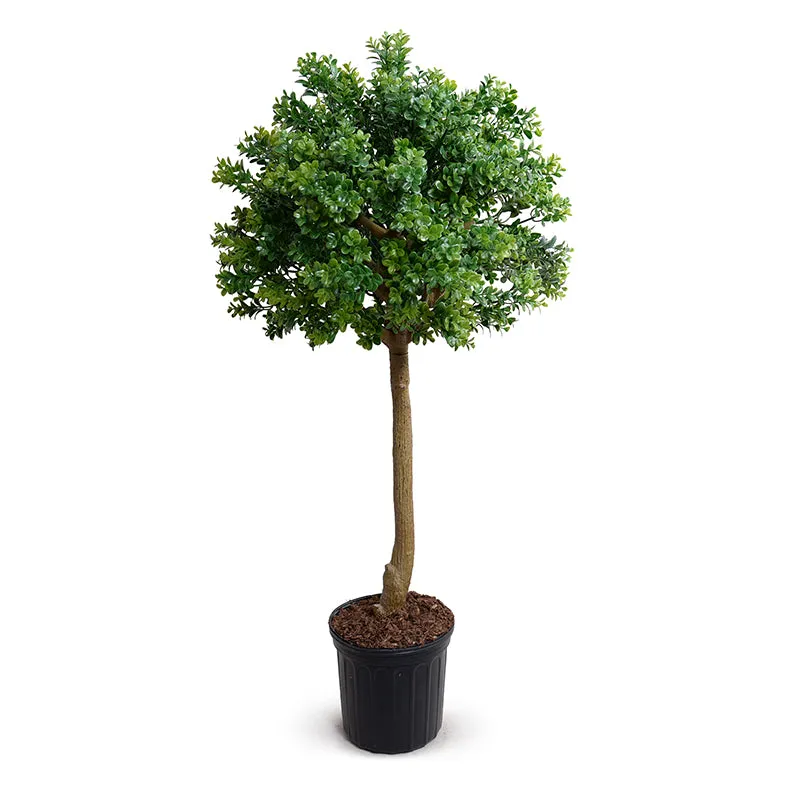 Boxwood Branch Topiary