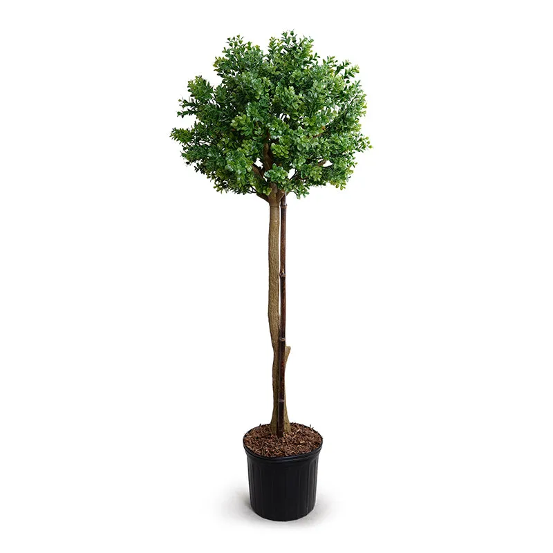 Boxwood Branch Topiary