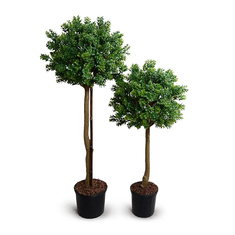 Boxwood Branch Topiary