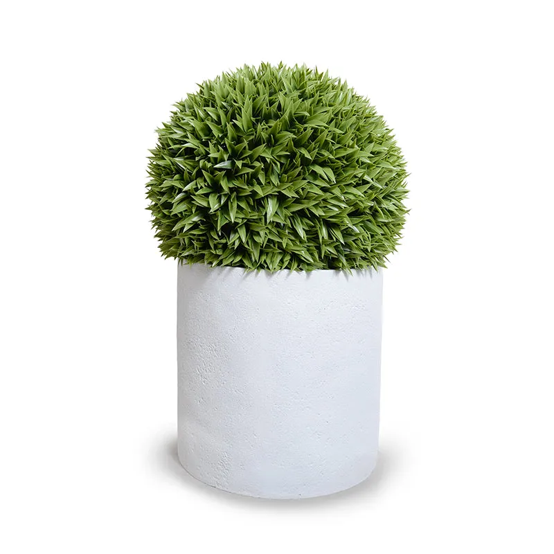 Broadleaf Podocarpus Ball 23" in Planter