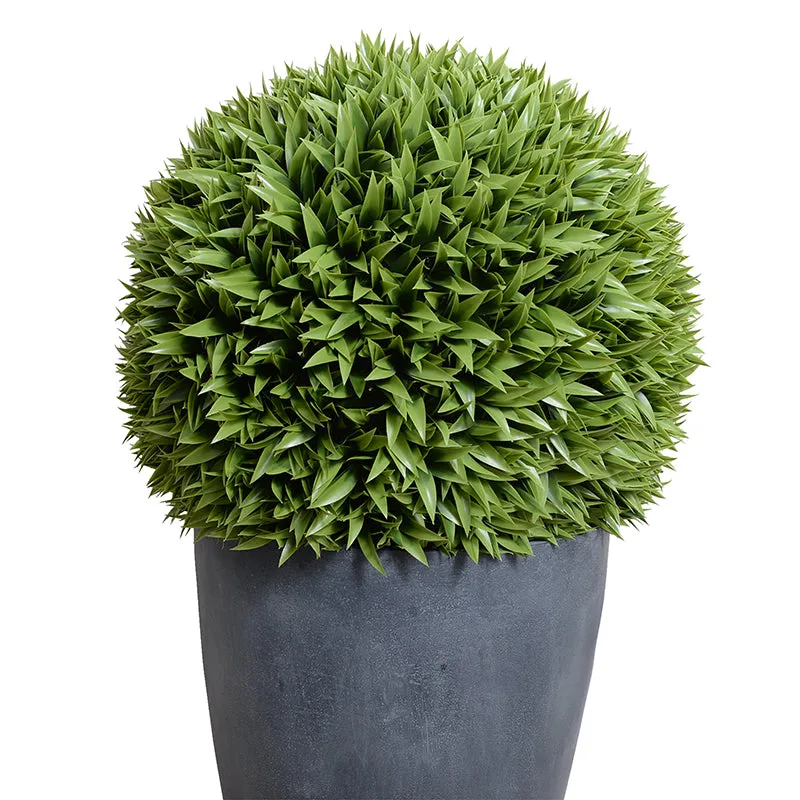 Broadleaf Podocarpus Ball 23" in Planter