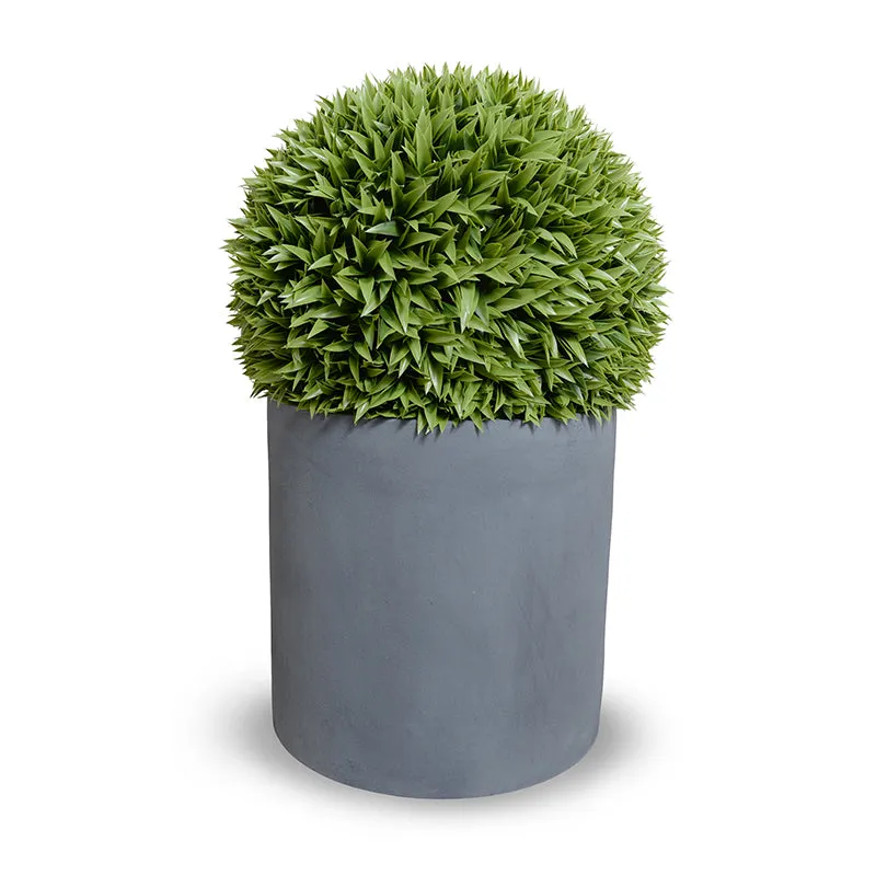 Broadleaf Podocarpus Ball 23" in Planter