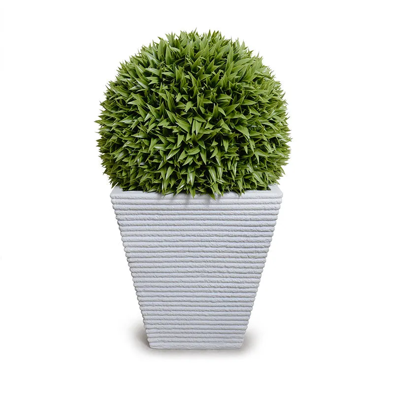 Broadleaf Podocarpus Ball 23" in Planter