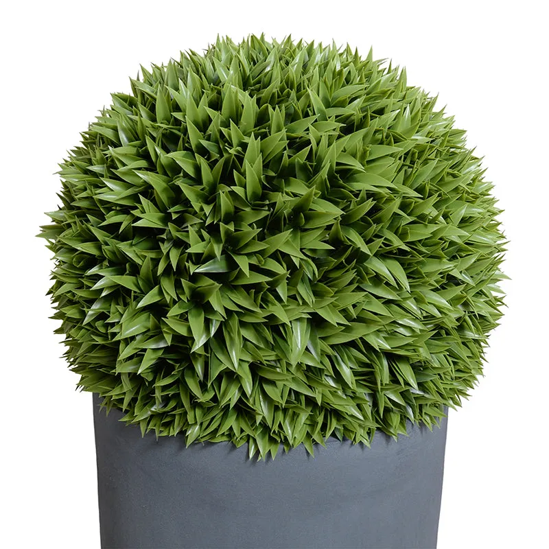 Broadleaf Podocarpus Ball 23" in Planter