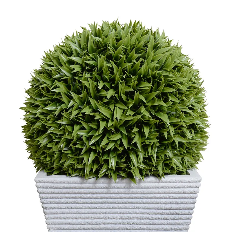 Broadleaf Podocarpus Ball 23" in Planter