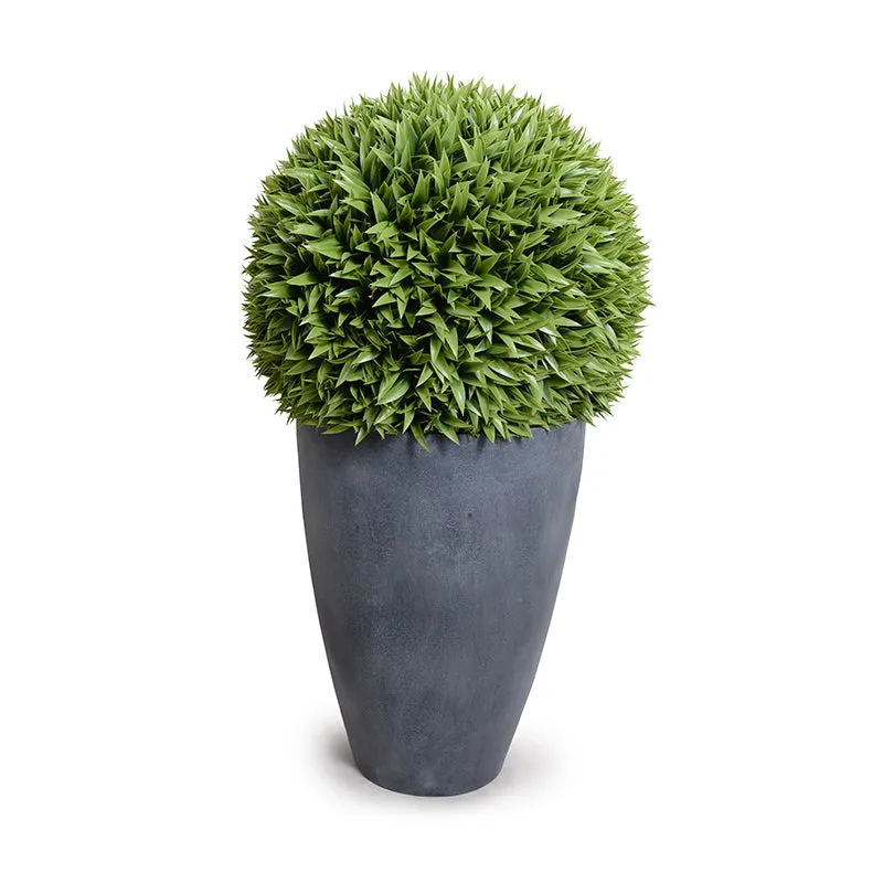 Broadleaf Podocarpus Ball 23" in Planter