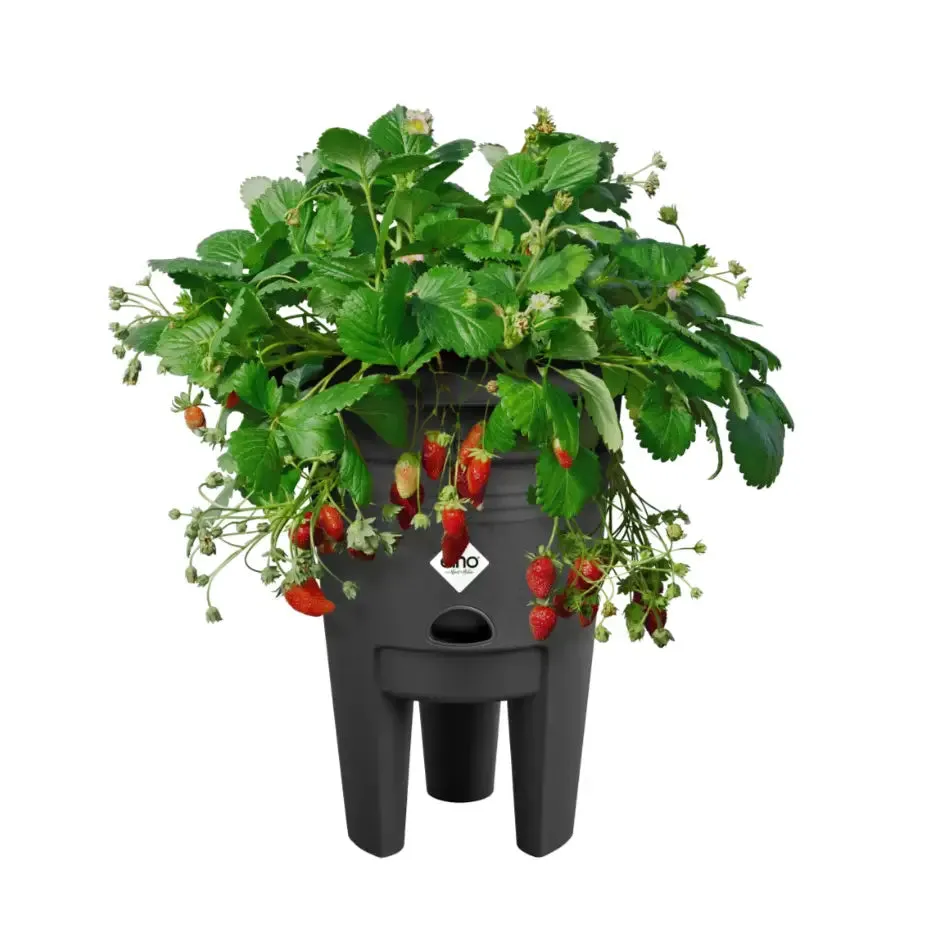 Elho Green Basics Strawberry Pot 33cm - Living Black