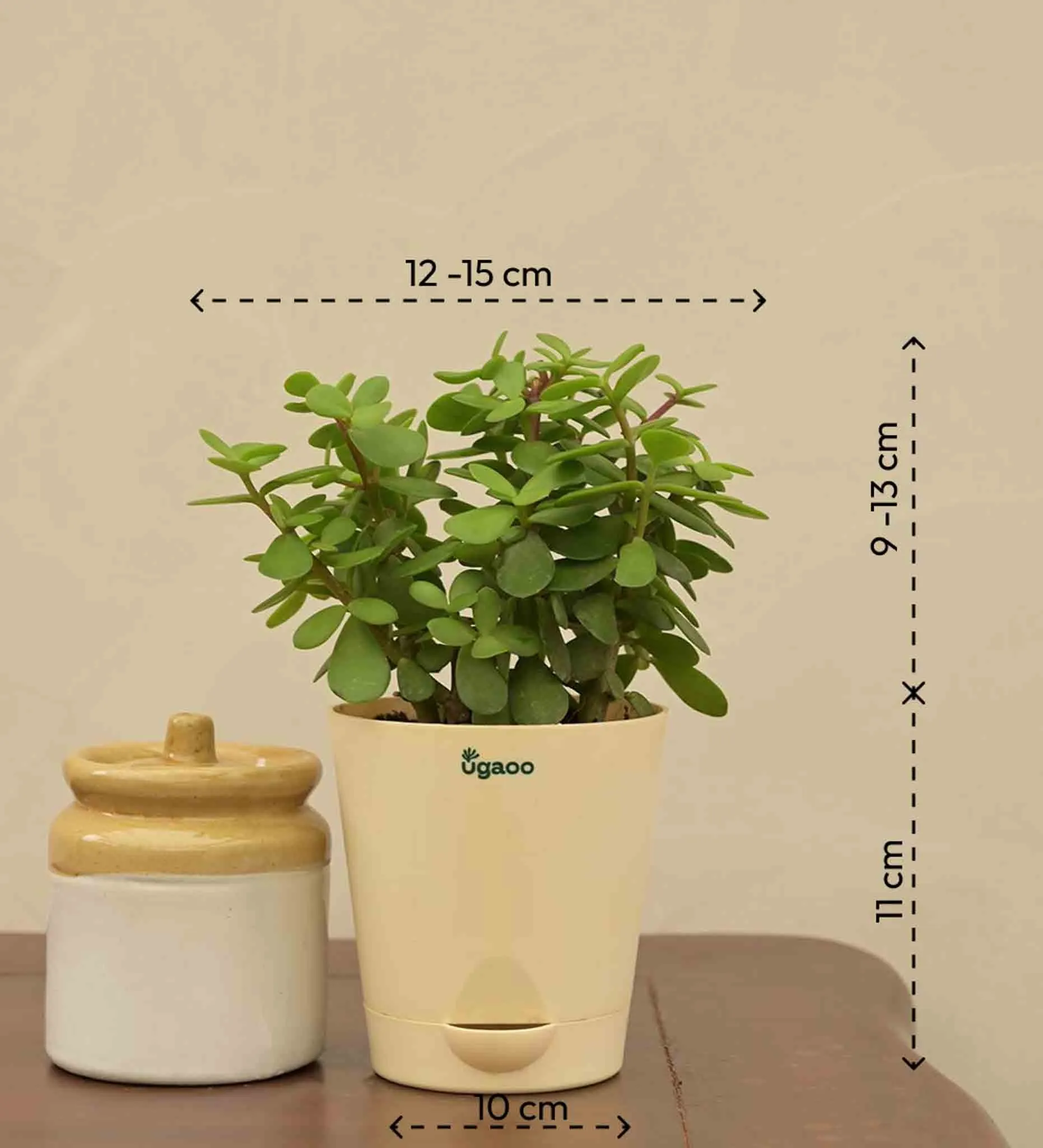 Jade Plant Mini - Women's Day Gift For Employees