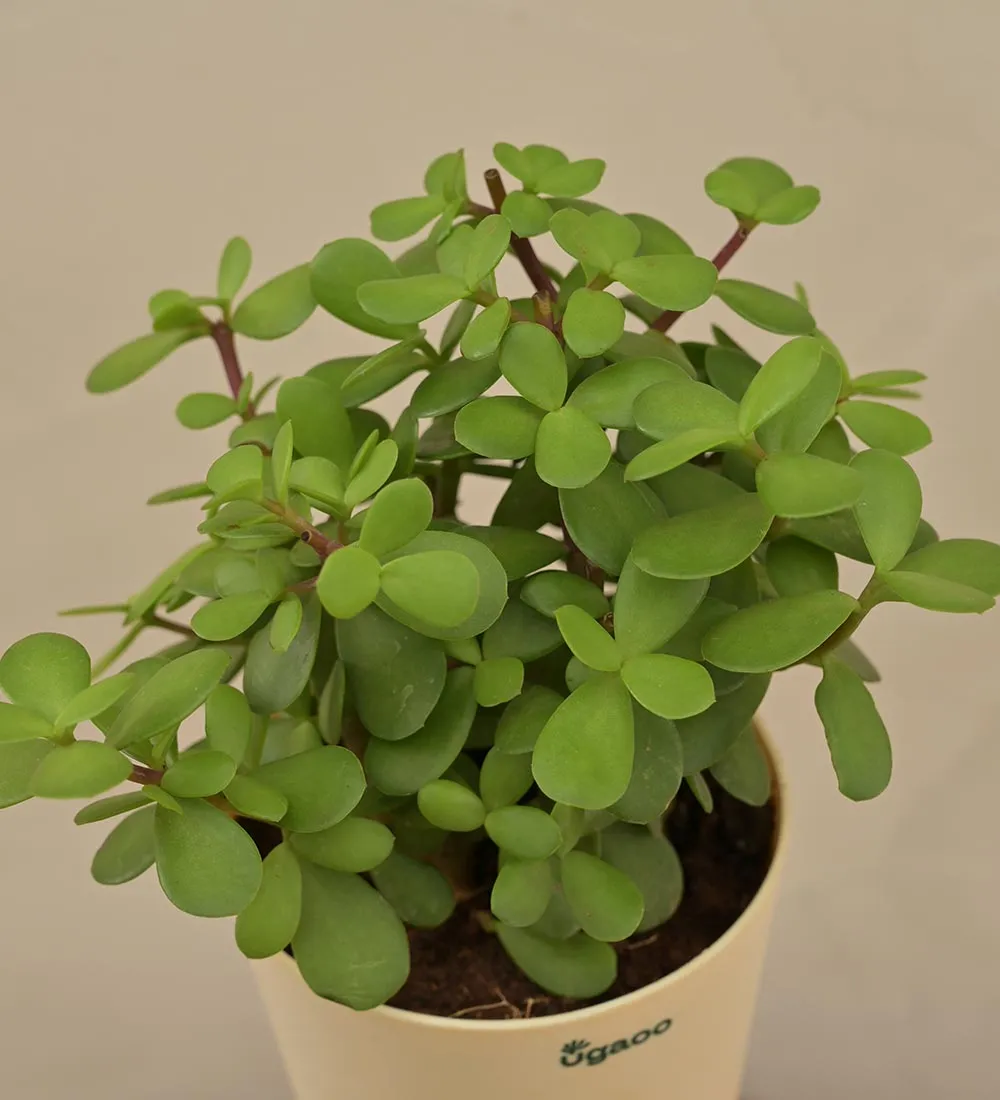 Jade Plant Mini - Women's Day Gift For Employees