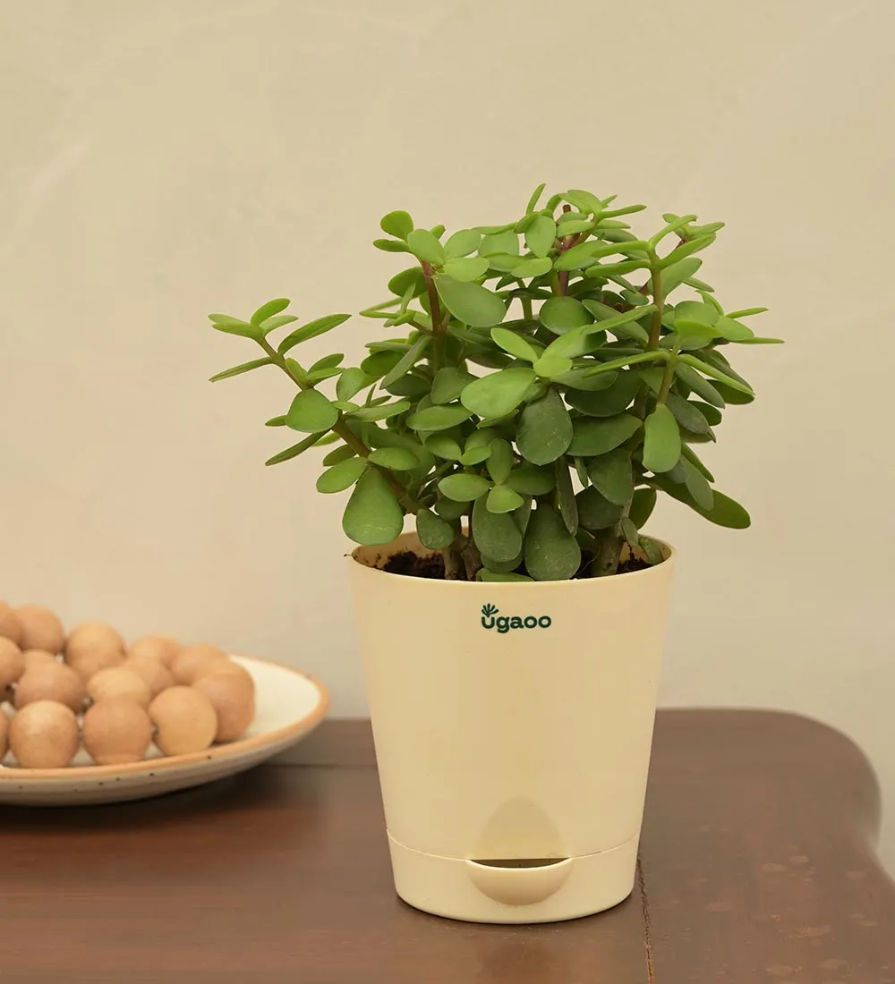 Jade Plant Mini - Women's Day Gift For Employees