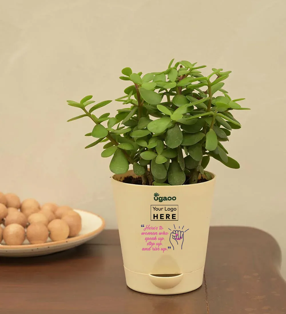 Jade Plant Mini - Women's Day Gift For Employees