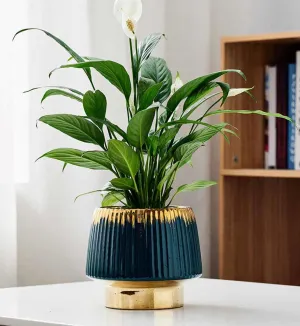 Luxe Teal Ceramic Planter