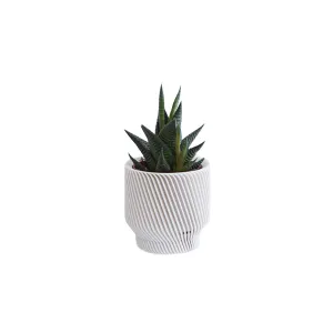 Spruce Planter- 3"