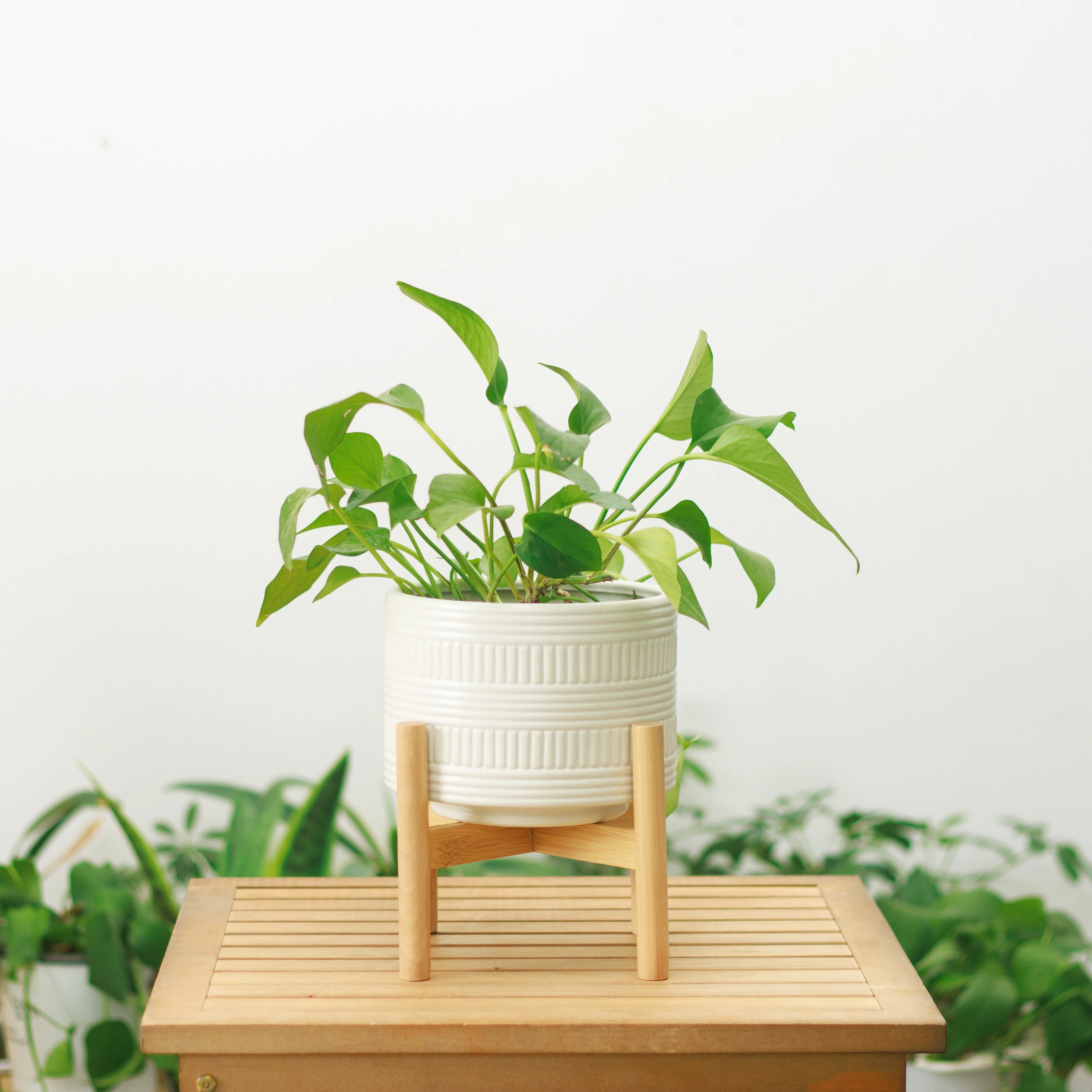 White plant pot with stand | Ceramic planter pot with wood stand for indoors | Bamboo Plant stand with pot. Plant not included  |  White Planter pot is 7.25" wide x 5.75" high